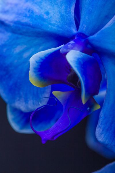 Blue Orchid