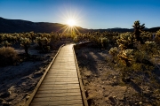 Path among the Cholla Cacti
