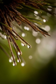 Asilomar Rain Drops
