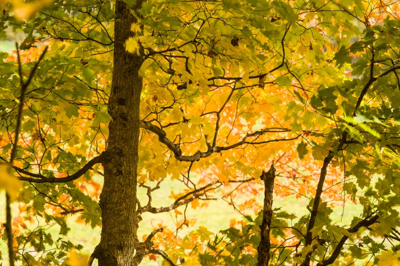 Under an Autumn Canopy